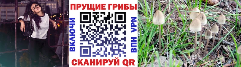 Псилоцибиновые грибы Psilocybe Бавлы